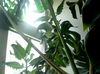 bándearg Plandaí Kalanchoe grianghraf (Succulent)