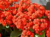 czerwony Roślina Kalanchoe (Kalanchoe) zdjęcie (Sukulenty)