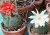 alb Plantă Matucana fotografie (Desert Cactus)