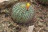 giallo Impianto Matucana foto (Il Cactus Desertico)