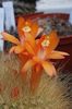 orange Plante Matucana photo (Le Cactus Du Désert)