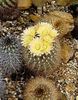 dzeltens Augs Neoporteria foto (Tuksnesis Kaktuss)