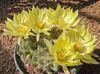 yellow Old lady cactus, Mammillaria