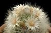 Oude Dame Cactus, Mammillaria