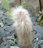 розовый Комнатное растение Ореоцереус фото (Кактус Пустынный)