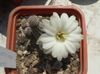 baltas augalas Žemės Riešutų Kaktusas nuotrauka 
