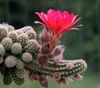 ვარდისფერი ქარხანა Peanut Cactus ფოტო (უდაბნოში კაქტუსი)