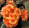 oranžový Rostlina Arašídové Kaktus fotografie 