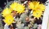 rumena Rastlina Arašidovo Kaktus fotografija 