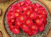 röd Krukväxt Sulcorebutia foto (Ödslig Kaktus)