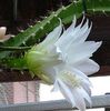 blanc Plante d'intérieur Soleil Cactus photo 