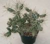 бял Растение Tephrocactus снимка (Пустинен Кактус)
