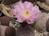 rožinis augalas Tephrocactus nuotrauka (Dykuma Kaktusas)