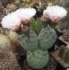 бял Растение Tephrocactus снимка (Пустинен Кактус)