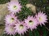 pink Thistle Globe, Torch Cactus
