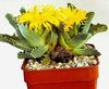 yellow Plant Tiger's Chops, Cat's Jaws, Tiger Jaws photo (Succulent)