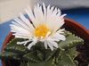 білий Рослина Фаукарія фото (Суккулент)