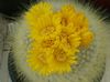 žuta Biljka Tom Thumb foto (Pustinjski Kaktus)
