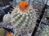 oranžinis augalas Nykštukas nuotrauka (Dykuma Kaktusas)