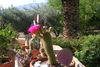 bándearg Plandaí tí Trichocereus grianghraf (Cactus Desert)
