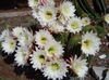 白 室内植物 Trichocereus 照片 (沙漠中的仙人掌)