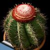 Turks Head Kaktus