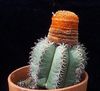 ვარდისფერი სახლი მცენარეთა თურქები ხელმძღვანელი Cactus ფოტო (უდაბნოში კაქტუსი)