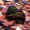 日本暗门蜗牛（池）