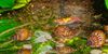 კრემისფერი მოლუსკები Melanoides Granifera ფოტო