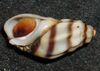 raidallinen simpukka Melanopsis Costata kuva