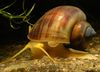 коричневый моллюск Ампулярия (Яблочная улитка) фото