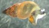 бежевый моллюск Новозеландская улитка фото
