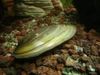 verde mollusco Cozze Del Pittore foto
