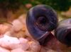 сив шкољка Ramshorn Snail фотографија