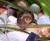 ყავისფერი მოლუსკები Ramshorn Snail ფოტო