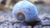 beige mollusco Ramshorn Lumaca foto