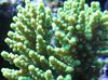 zelena Tvrdi Koralj Acropora foto
