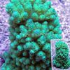 helesinine Raske Korall Acropora foto