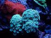 svetlomodrá Alveopora Koralov