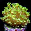 žuti Alveopora Koralja foto