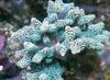 Birdsnest Coral