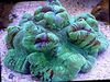 Možgani Dome Coral