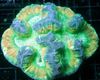 abigarrado Cerebro Cúpula De Coral foto