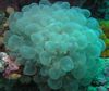 lichtblauw Hard Koraal Bubble Coral foto