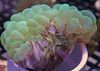 grønn Harde Koraller Boble Korall bilde