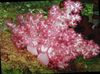 ピンク ソフトサンゴ カーネーションの木のサンゴ フォト
