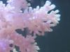 თეთრი რბილი მარჯანი მიხაკი ხე Coral ფოტო