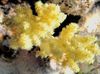 κίτρινος Μαλακά Κοράλλια Γαρύφαλλο Δέντρο Κοραλλιών φωτογραφία