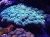 azul claro Coliflor Coral foto