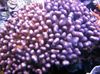 მეწამული მძიმე მარჯანი ყვავილოვანი კომბოსტო Coral ფოტო
